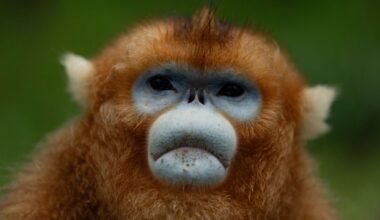 Beyond panda diplomacy: Golden monkeys from China debut at European zoos