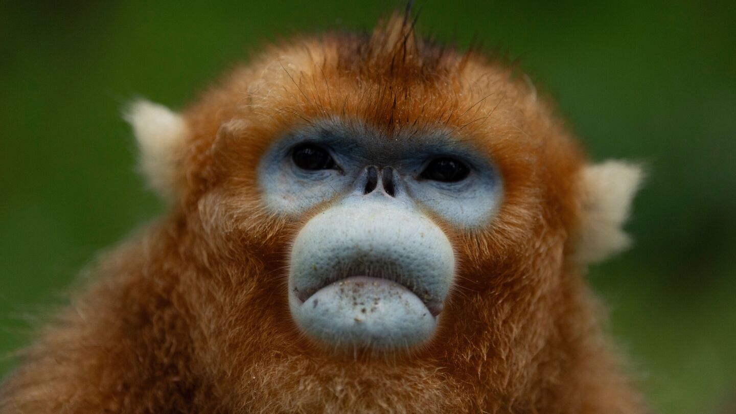 Beyond panda diplomacy: Golden monkeys from China debut at European zoos