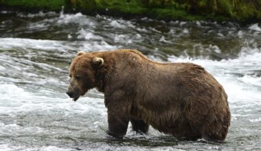 Fat Bear Week winner crowned amid gluttonous salmon run