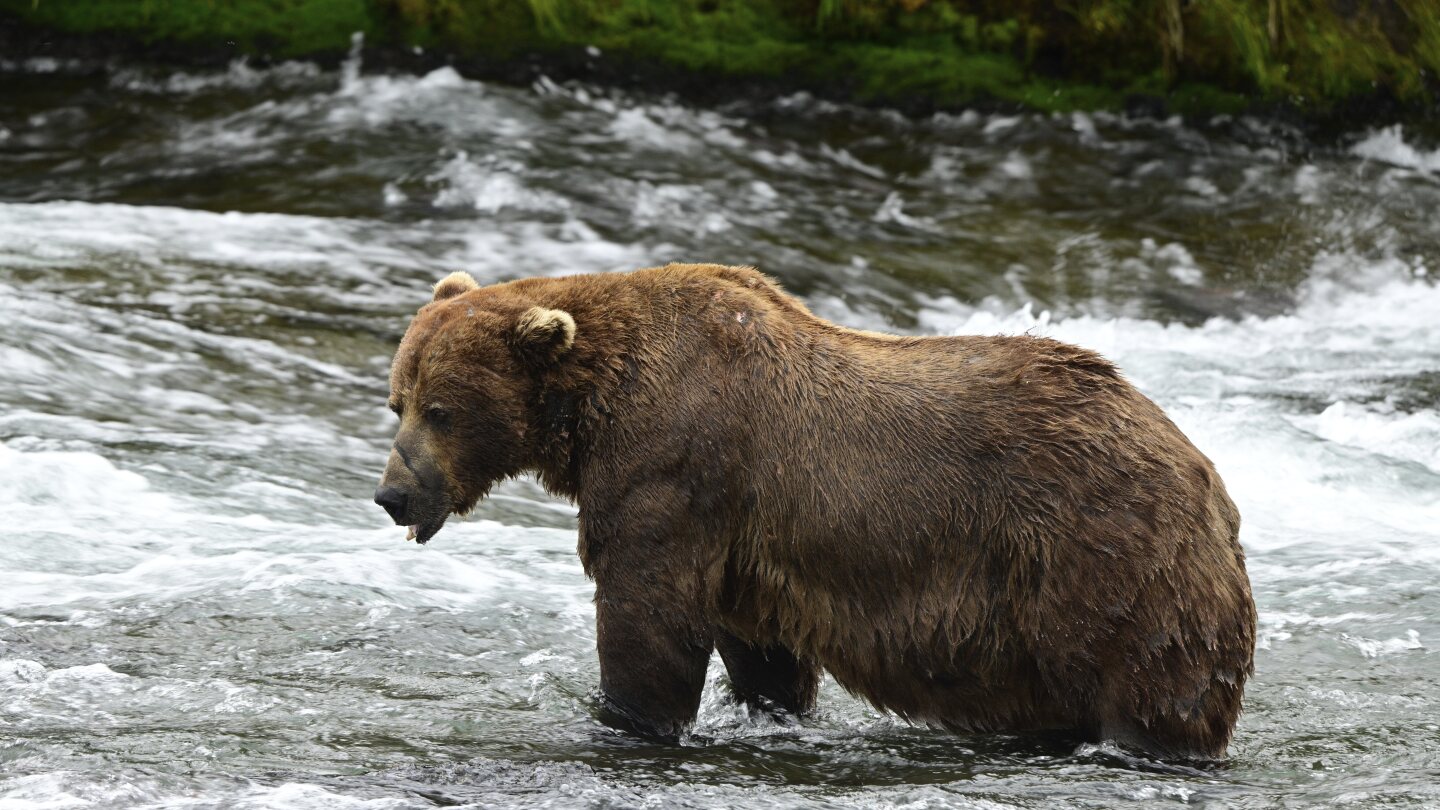 Fat Bear Week winner crowned amid gluttonous salmon run