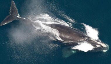 One of the world's rarest whales that makes the Atlantic its home grows in population