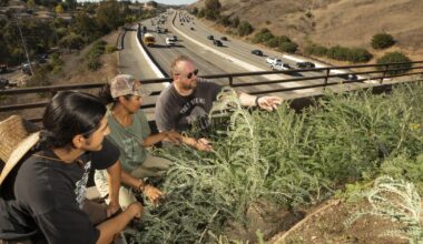 The Wallis Annenberg Wildlife Crossing is getting plants this month