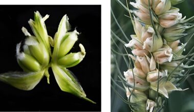 Mutant Wheat Gene Discovery Could Triple Global Grain Yields