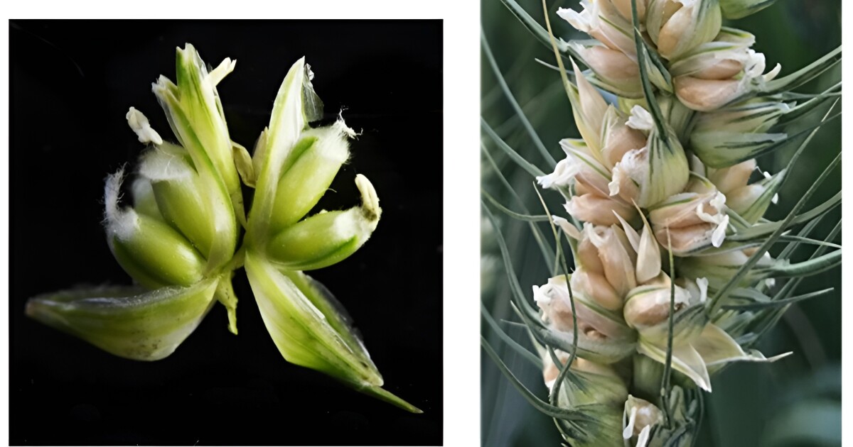 Mutant Wheat Gene Discovery Could Triple Global Grain Yields