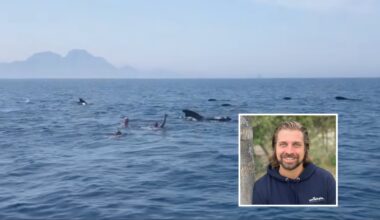Swimming with whales in Gibraltar Strait prompts calls for more education