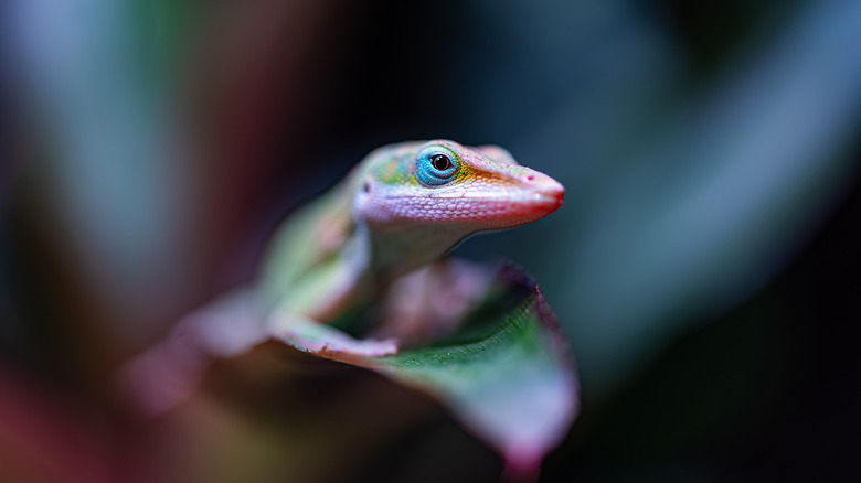 Green Anolis up close with face in focus