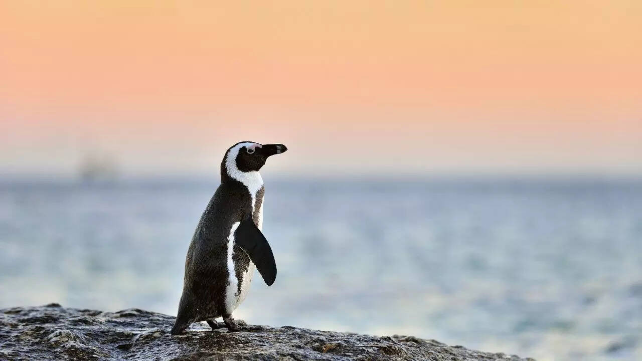Why penguins never crossed the equator