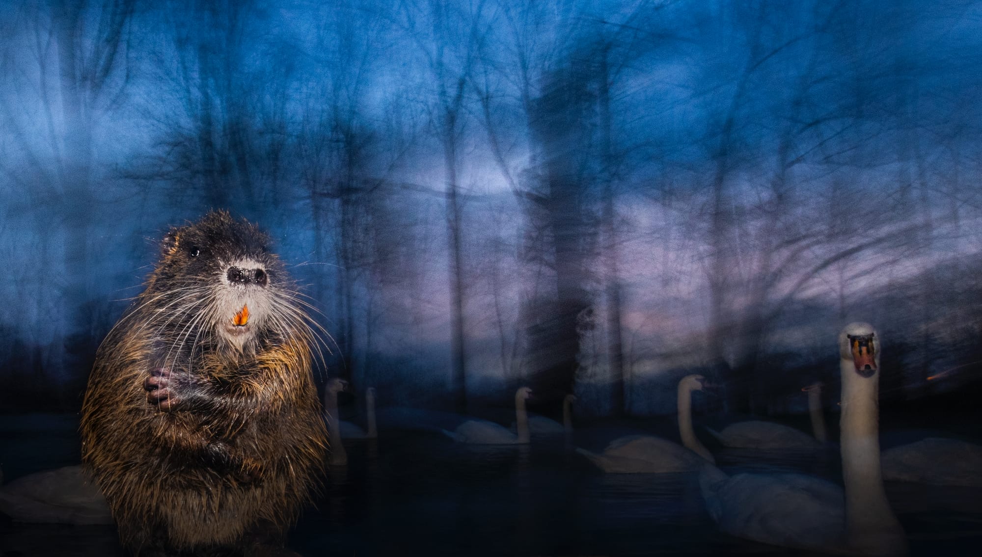 a photo by Luca Lorenz of a coypu in front of hazy swans in the background