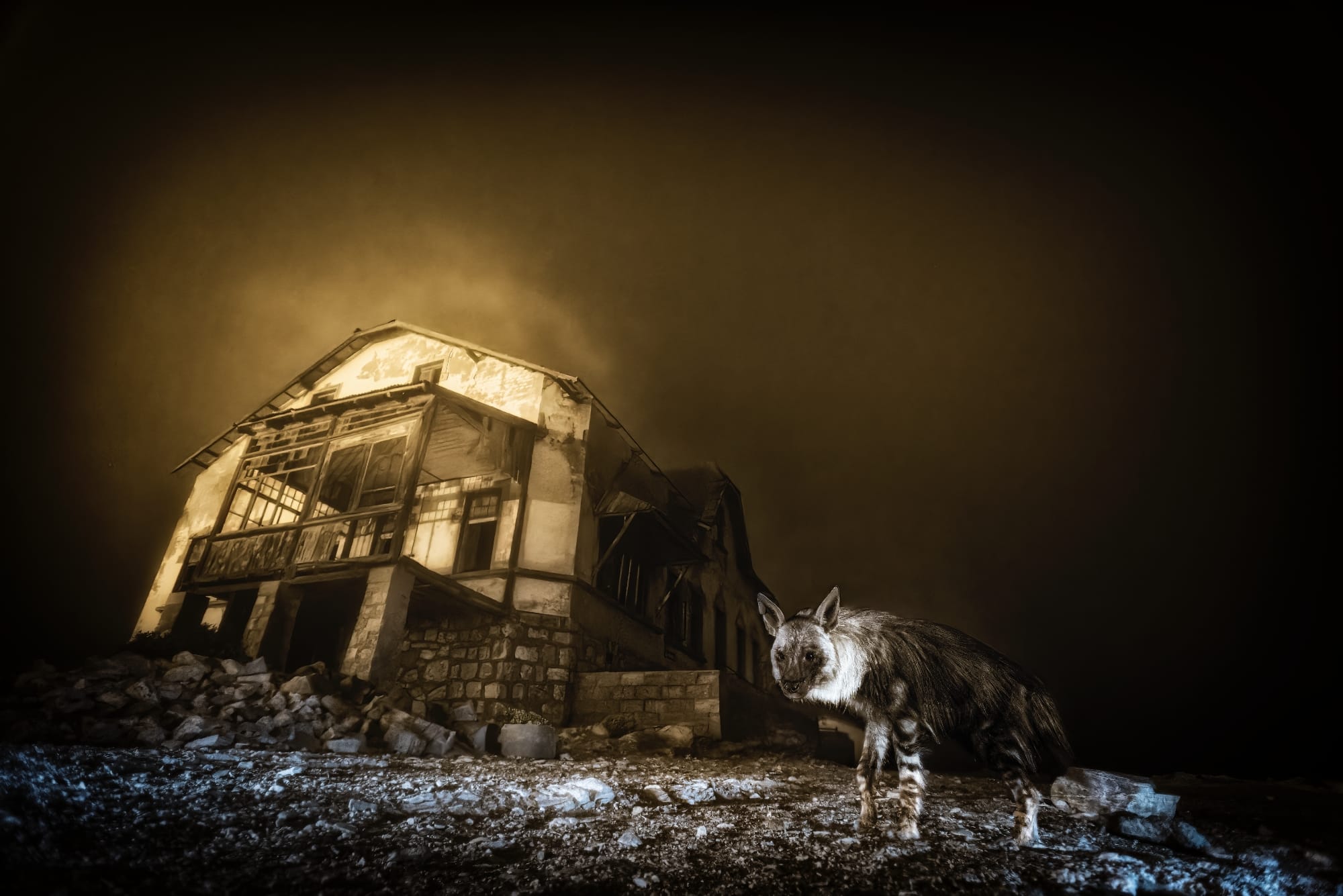 a photo by Wim van den Heever of a brown hyena among the skeletal remains of a long-abandoned diamond mining town.