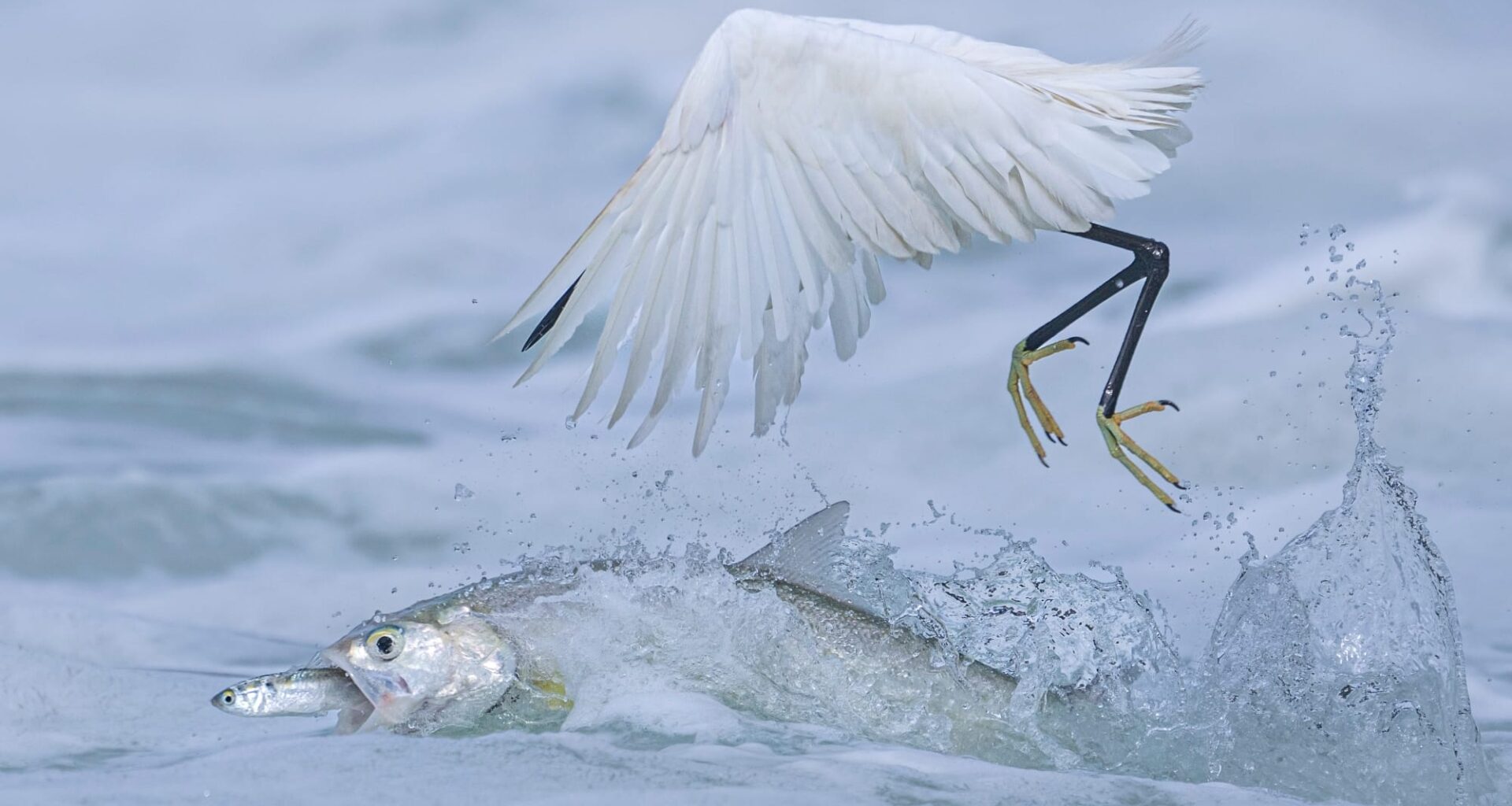 a photo by Qingrong Yang of a fish eating a smaller fish while a bird attempts to eat them both