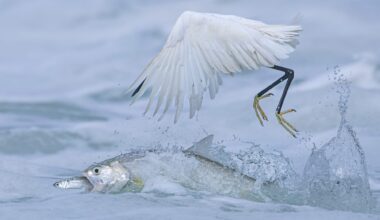 a photo by Qingrong Yang of a fish eating a smaller fish while a bird attempts to eat them both
