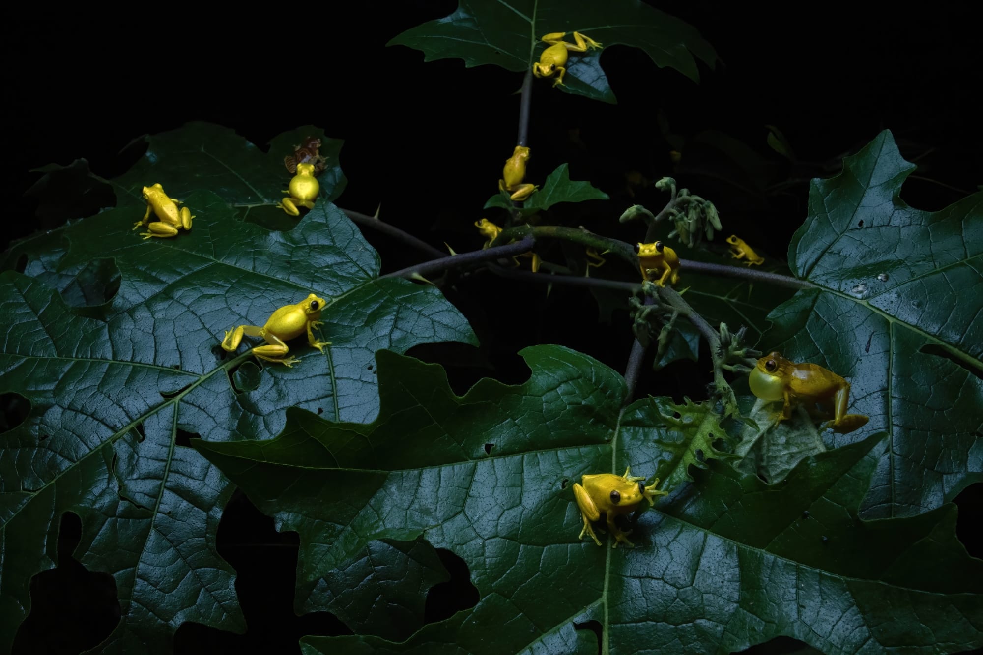 a photo by Quentin Martinez of yellow frogs on deep green leaves