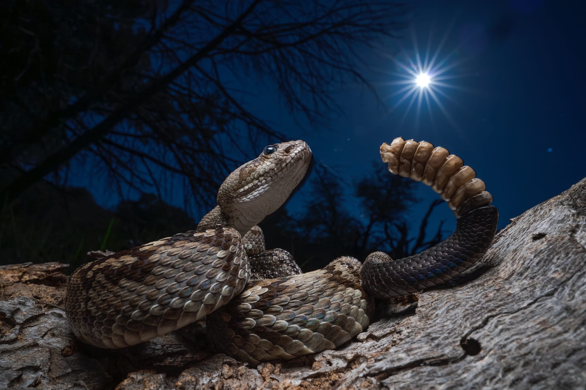 a photo by Javier Aznar González de Rueda of a black-tailed rattlesnake with its tail is raised and rattling in response to the perceived threat