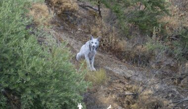 WATCH: Amateur wildlife photographer captures first-ever images of white Iberian Lynx in Spain