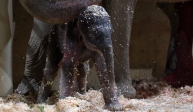 Columbus Zoo welcomes second Asian elephant calf this year