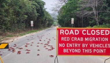 Millions of red crabs migrating on Australia's Christmas Island