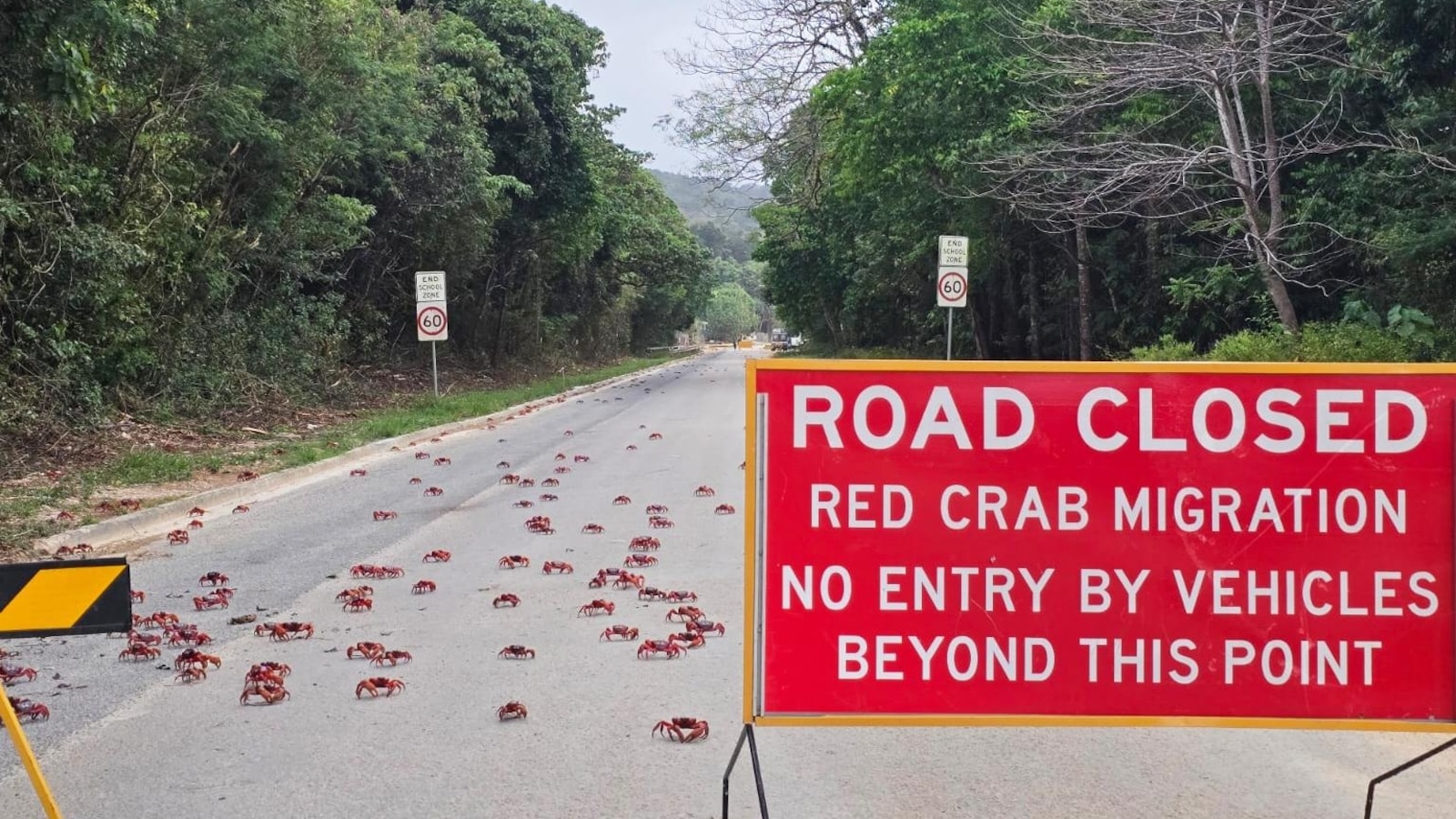 Millions of red crabs migrating on Australia's Christmas Island
