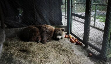 Years after notorious zoo closed, the stranded animals are finally being rescued