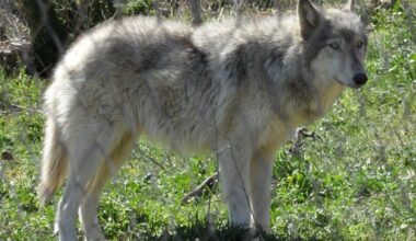 First wolf dog hybrid confirmed in Greece