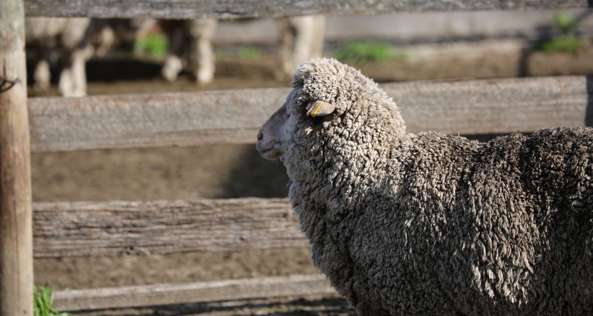 Wool price volatility - Mecardo