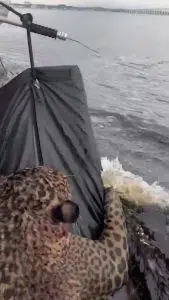 The injured jaguar rescued in Brazil from a shotgun attack. Photo: Screenshot from video- X/@CerfiaFR.