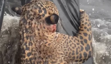 A wounded jaguar is rescued in Manaus: almost drowns while trying to escape from pellet shots.