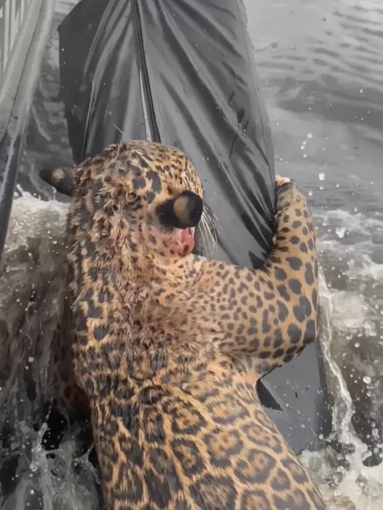 A wounded jaguar is rescued in Manaus: almost drowns while trying to escape from pellet shots.