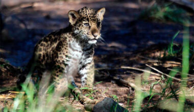  A Oaxaca sanctuary welcomes a jaguar cub, a beacon of hope