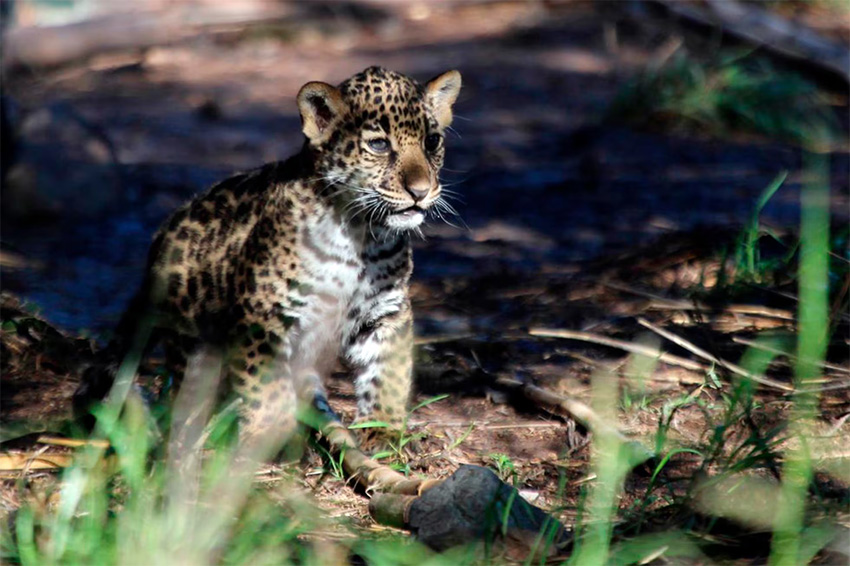  A Oaxaca sanctuary welcomes a jaguar cub, a beacon of hope