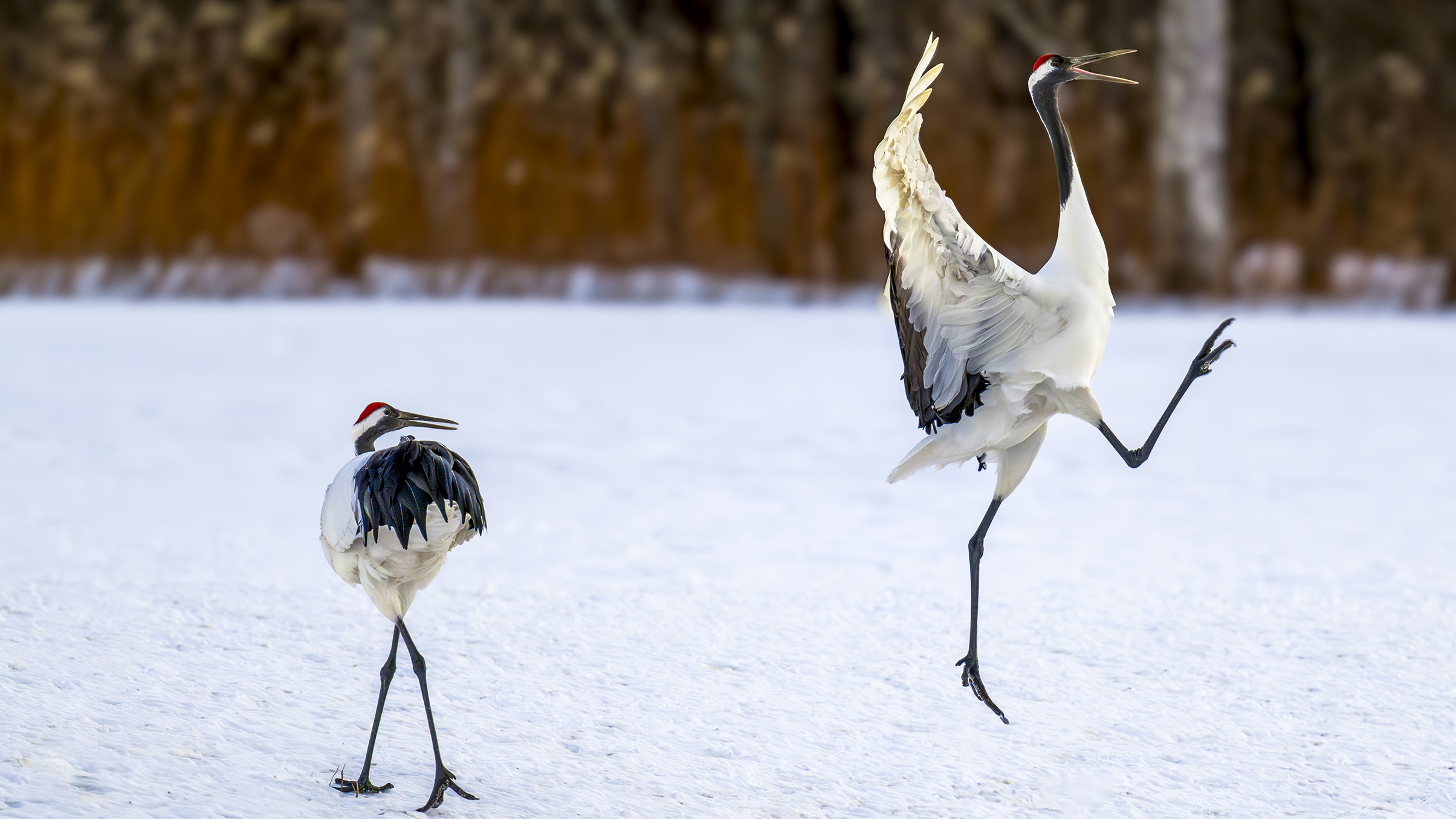 Two cranes, one walking and the other elegantly dancing, stand out against a snowy landscape and blurred autumnal background