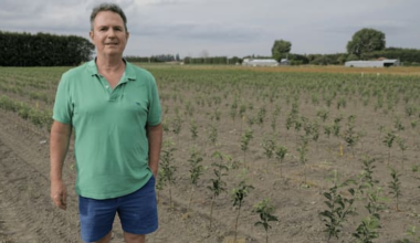 Orchardists reject Luxon's claim sector is 'crying out' for workers