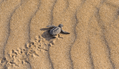 Western Peloponnese sees record loggerhead turtle nests