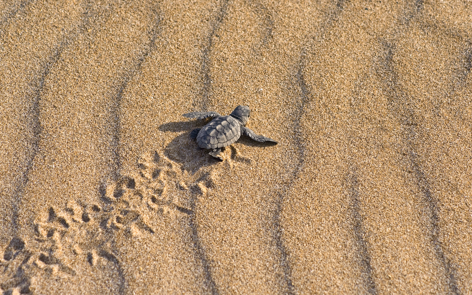 Western Peloponnese sees record loggerhead turtle nests