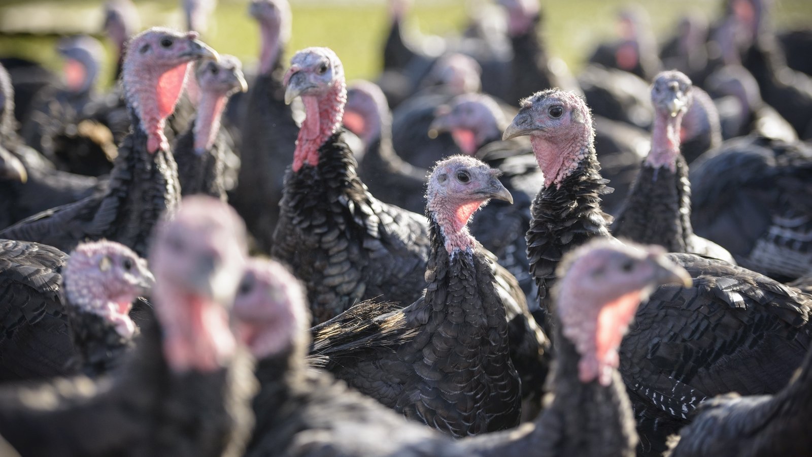 Bird flu outbreak at commercial turkey flock in Carlow