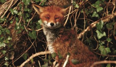 Dublin goes wild - Éanna Ní Lamhna on the capital's biodiversity