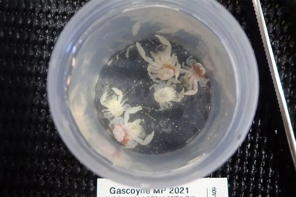 csiro.au New porcelain crab species