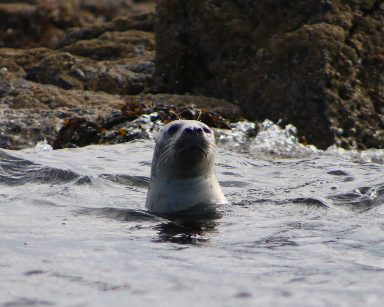 Beside a rocky coast, a seal pops its head above the waves.