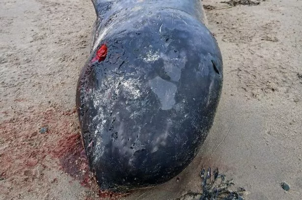 A dead narwhal which has washed up on the shores of Co Donegal, marking the first time the whale species has been recorded in Ireland