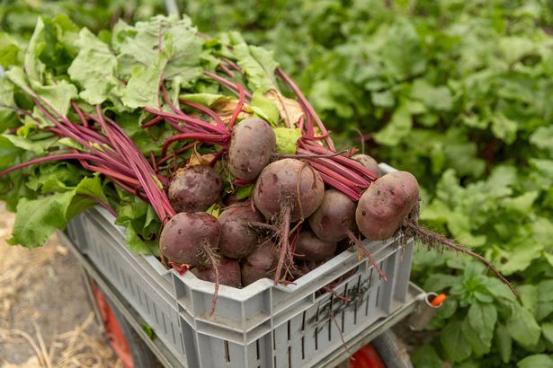 Focus on beetroot grown in an organic dutch greenhouse