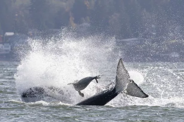 In this photo provided by Charvet Drucker, a seal leaps in the air to evade Orca whales Sunday, Nov. 2, 2025, in the Saratoga passage between Camano and Whidbey Island, north of Seattle, Wash.