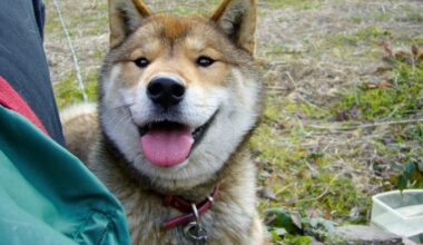 Japan veterinarian provides tips to prevent dementia in pet dogs as risk surges after age 10