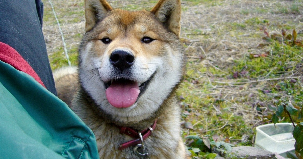 Japan veterinarian provides tips to prevent dementia in pet dogs as risk surges after age 10