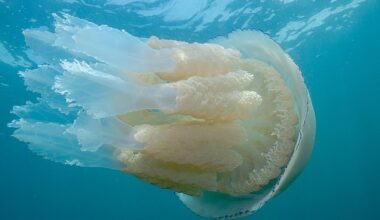 The frilly-mouthed jellyfish (Rhizostoma pulmo), also known as the barrel jellyfish, is the UK's largest jellyfish, growing to the size of a dustbin lid