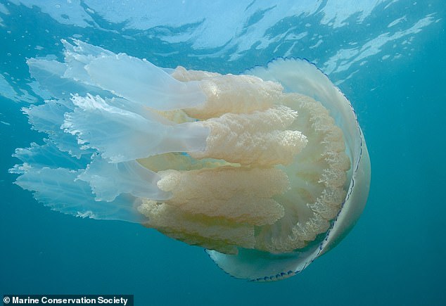 The frilly-mouthed jellyfish (Rhizostoma pulmo), also known as the barrel jellyfish, is the UK's largest jellyfish, growing to the size of a dustbin lid