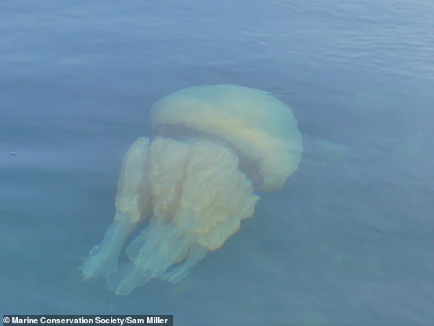 This large translucent jellyfish has a huge mushroom shaped bell and a bunch of eight frilly tentacles below. They are often found washed up on beaches in May and June