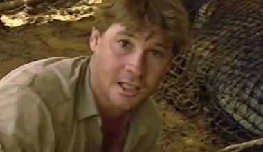 A crocodile that was once captured in the 1990s - and later released - by the late conservationist Steve Irwin has been returned to his family's zoo in Queensland. Pictured: Australia Zoo shared a throwback video from the 1990s of Steve rescuing the croc