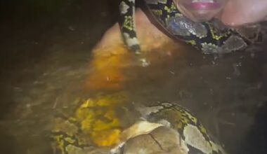 The sheer strength of the python pulled snake catcher Heru into the water. It was only seconds until the beast had wrapped itself around his neck