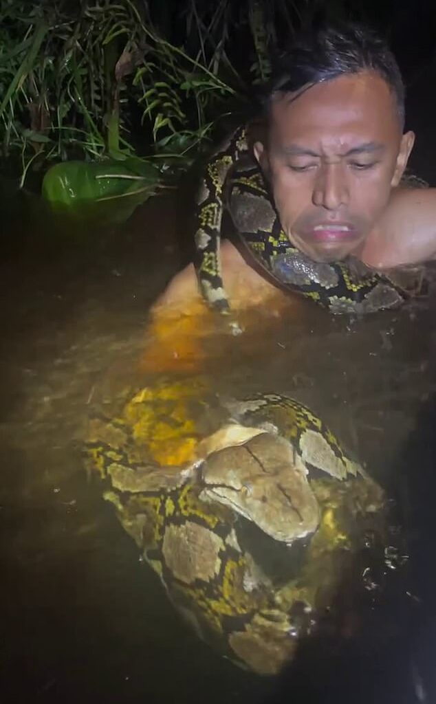 The sheer strength of the python pulled snake catcher Heru into the water. It was only seconds until the beast had wrapped itself around his neck