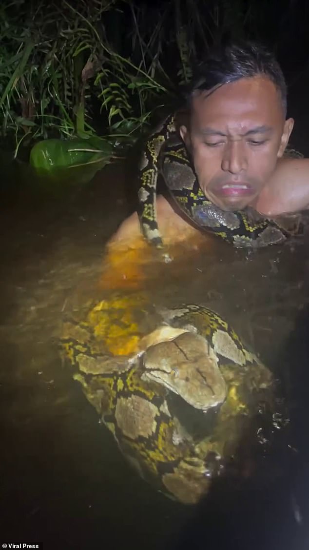 The sheer strength of the python pulled snake catcher Heru into the water. It was only seconds until the beast had wrapped itself around his neck