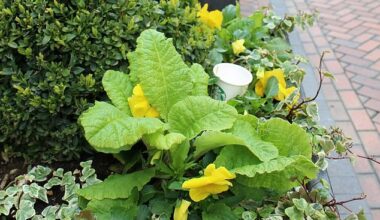 Polite litter is rubbish that has been arranged thoughtfully rather than recklessly. Pictured, a coffee cup placed among greenery on a pedestrianized street in Birmingham
